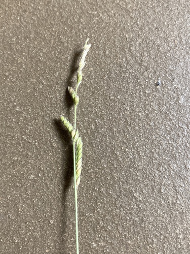 Moorochloa eruciformis observed 2024-02-22