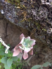 Echeveria rosea