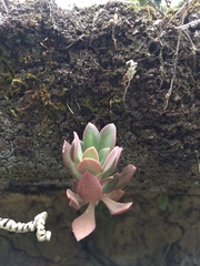 Echeveria rosea