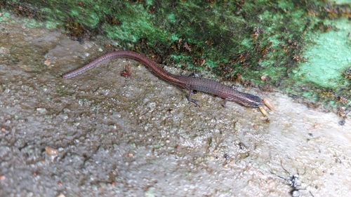 Ecpleopus gaudichaudii