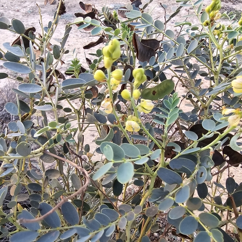 Senna holosericea
