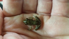 Lithobates sphenocephalus utricularius