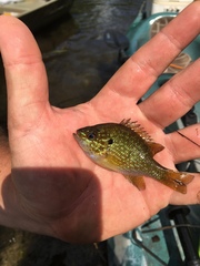 Lepomis marginatus