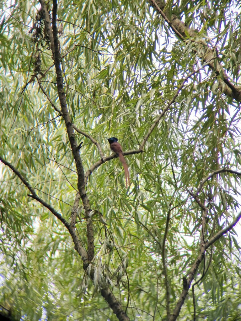 Amur Paradise-Flycatcher from 汉口江滩二桥下 on June 6, 2023 at 10:00 AM by ...