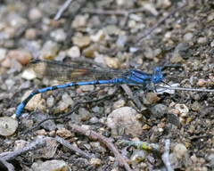 Argia funebris