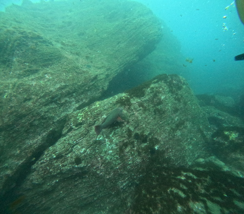 Photo of Barred hogfish (Bodianus scrofa)