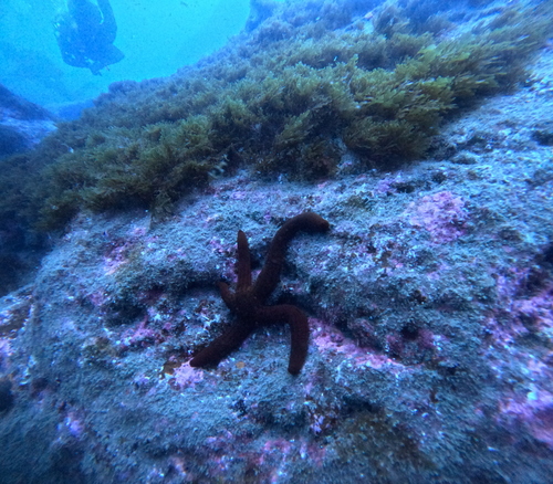 Red Starfish