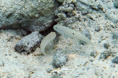 Sixspot Glidergoby — seen at this dive site
