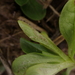 Peronospora valerianellae - Photo (c) carnifex, μερικά δικαιώματα διατηρούνται (CC BY), uploaded by carnifex