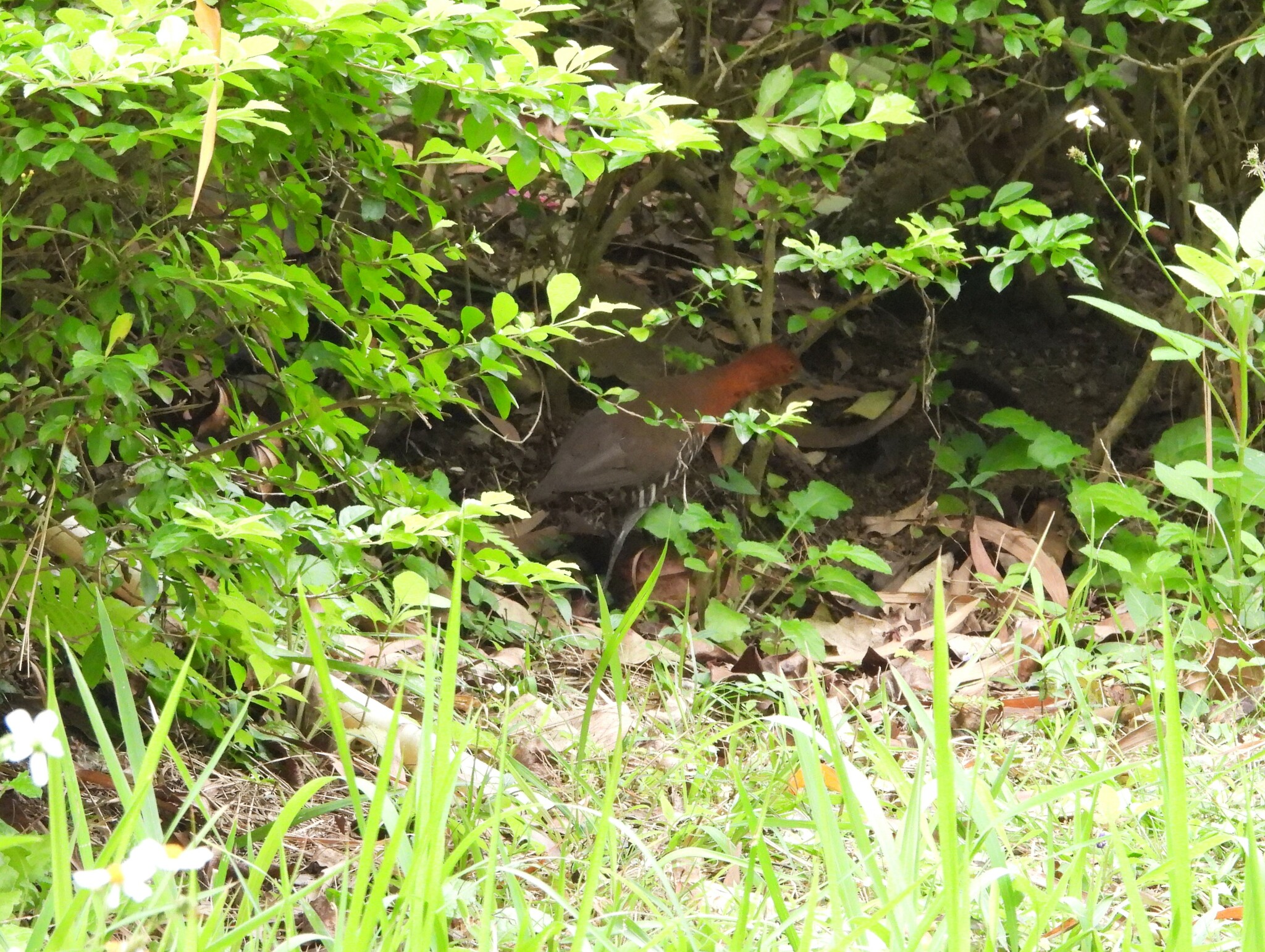 Slaty-legged Crake