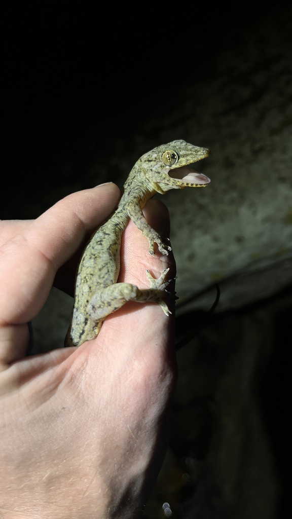 Grossmann's Gecko