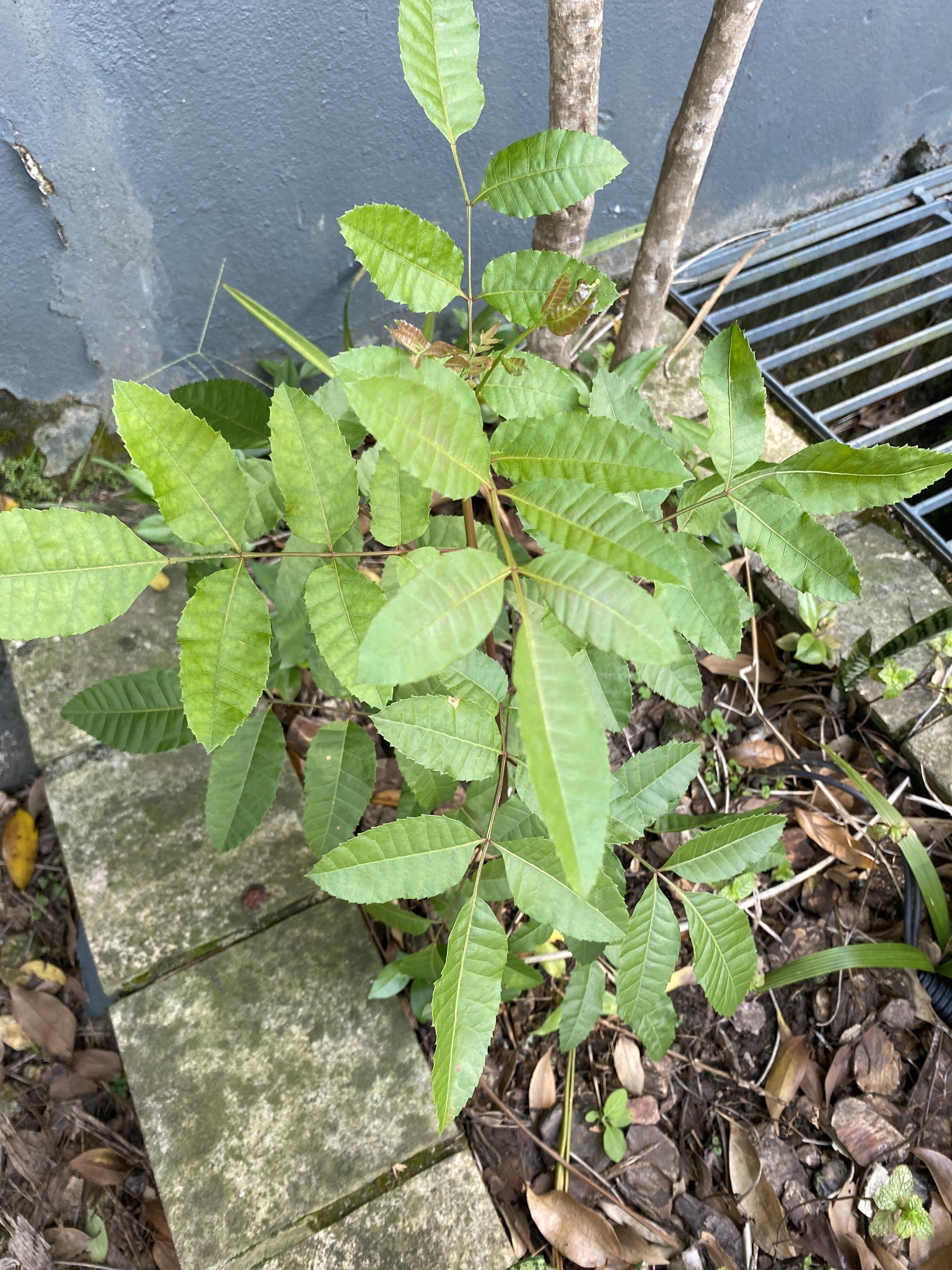 Schinus terebinthifolia