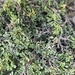 Acacia oerfota