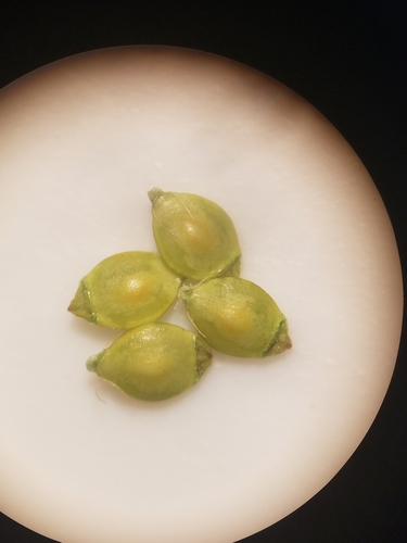 Image of Rhynchospora ciliaris by (c) Scott Ward, some rights reserved (CC BY)