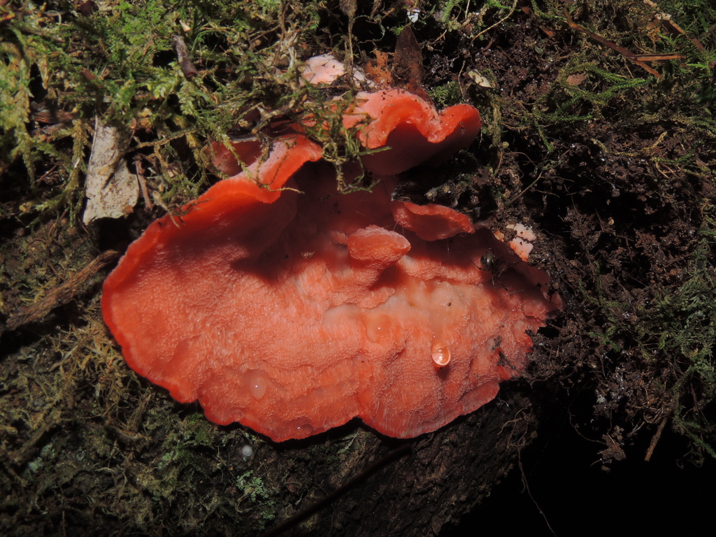 Aurantiopileus mayaensis