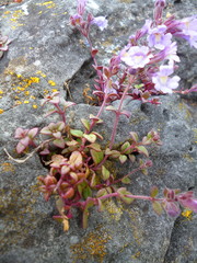 Chaenorhinum origanifolium