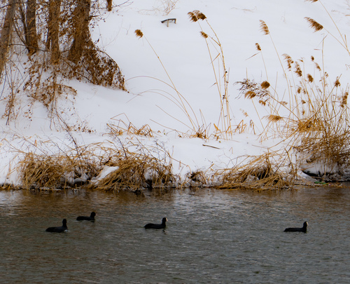 Eurasian Coot