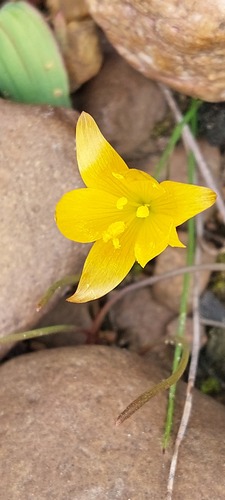 Geissorhiza furva