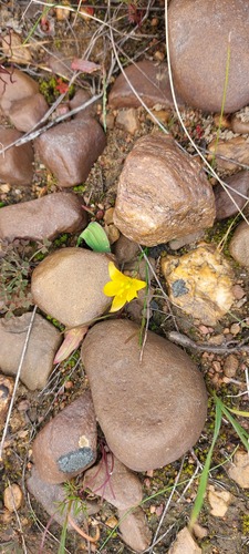 Geissorhiza furva
