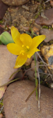 Geissorhiza furva