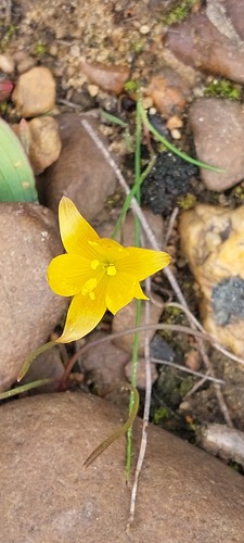 Geissorhiza furva