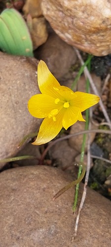 Geissorhiza furva