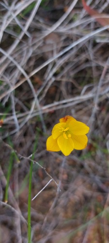 Geissorhiza furva