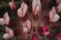 Anthyllis vulneraria rubriflora