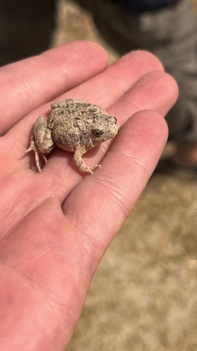 Painted Rice Frog, Microhyla picta