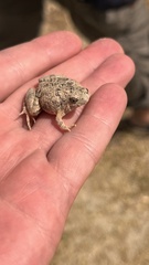 Painted Rice Frog photo 2
