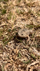 Painted Rice Frog photo 5
