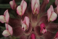 Anthyllis vulneraria rubriflora