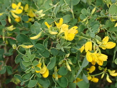 Coronilla valentina glauca