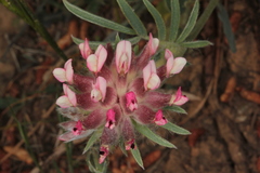 Anthyllis vulneraria rubriflora