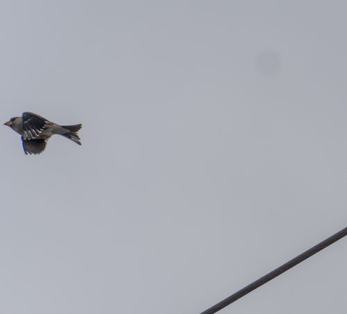 Yellow-billed Grosbeak