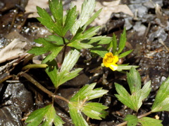 Ranunculus hispidus nitidus