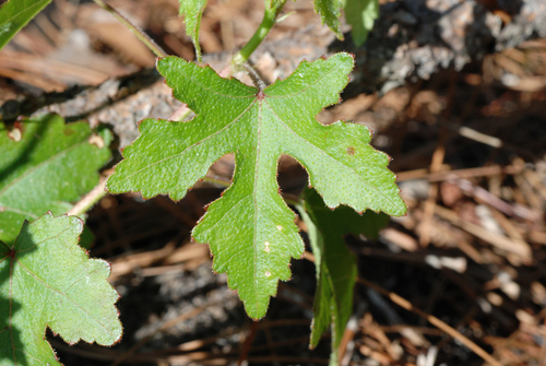 comfortroot (Hibiscus aculeatus)