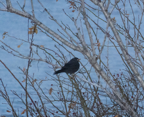 Chinese Blackbird
