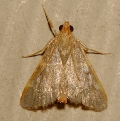 Hypsopygia binodulalis
