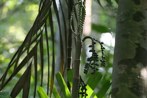 Pinanga dicksonii, photograph 2