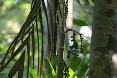 (c) Dinesh Valke, some rights reserved (CC BY-SA) Pinanga dicksonii, photograph (c) Dinesh Valke, some rights reserved (CC BY-SA)