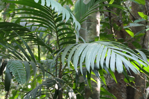 Pinanga dicksonii, photograph 3