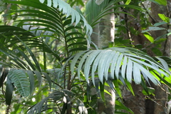 (c) Dinesh Valke, some rights reserved (CC BY-SA) Pinanga dicksonii, photograph (c) Dinesh Valke, some rights reserved (CC BY-SA)