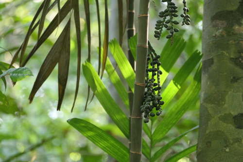 Pinanga dicksonii, photograph 4