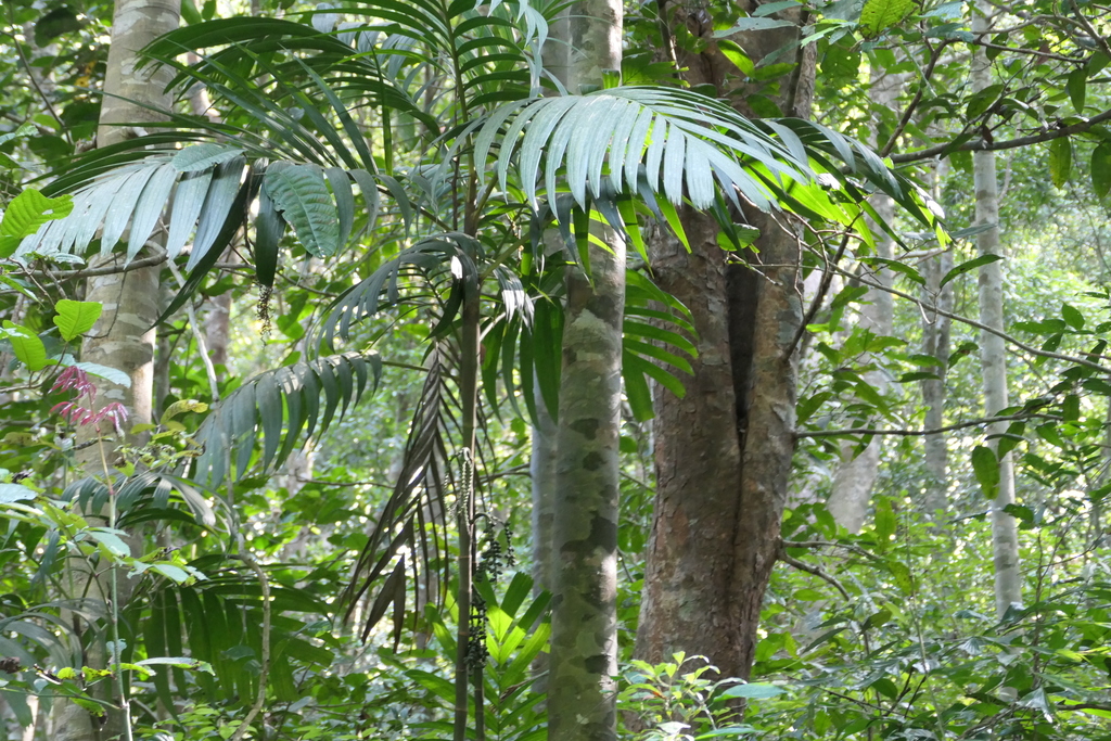 Pinanga dicksonii; photograph (c) Dinesh Valke, some rights reserved (CC BY-SA)