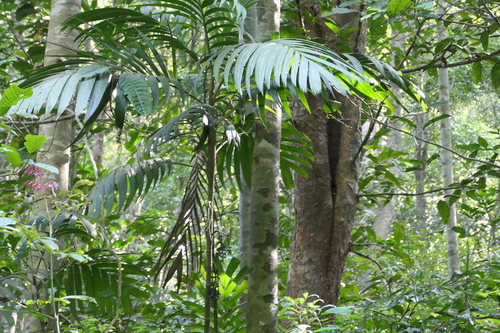 Pinanga dicksonii