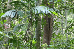 Pinanga dicksonii