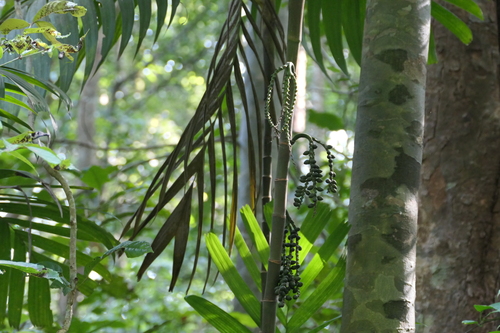 Pinanga dicksonii, photograph 1
