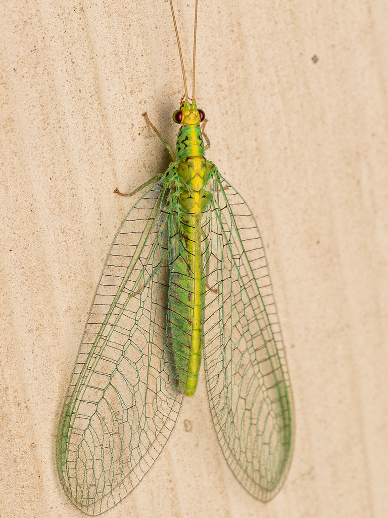 Typical Green Lacewings