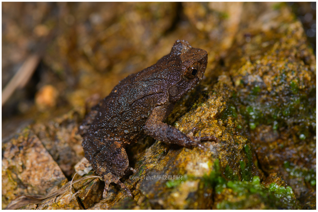 Boulenophrys in February 2024 by ndjiakechong · iNaturalist